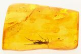 Detailed Fossil Fungus Gnat and Small Thrip In Baltic Amber #272142-1